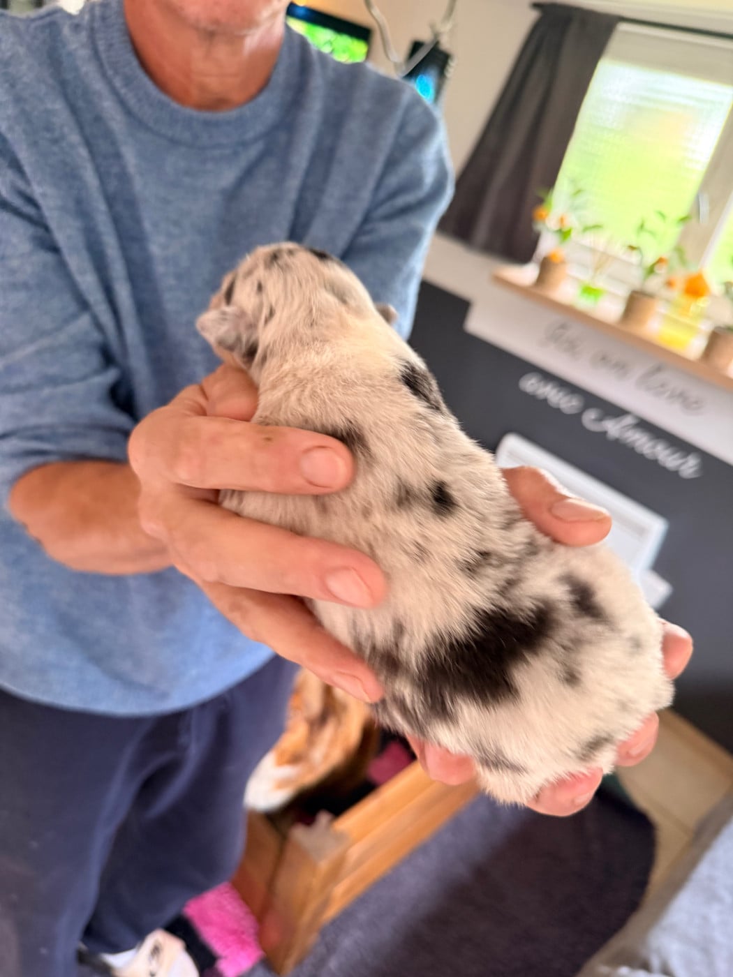 CHIOT 2