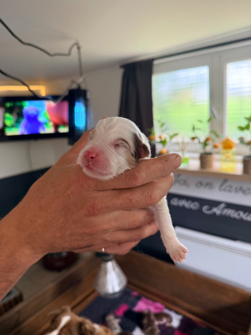 CHIOT 4
