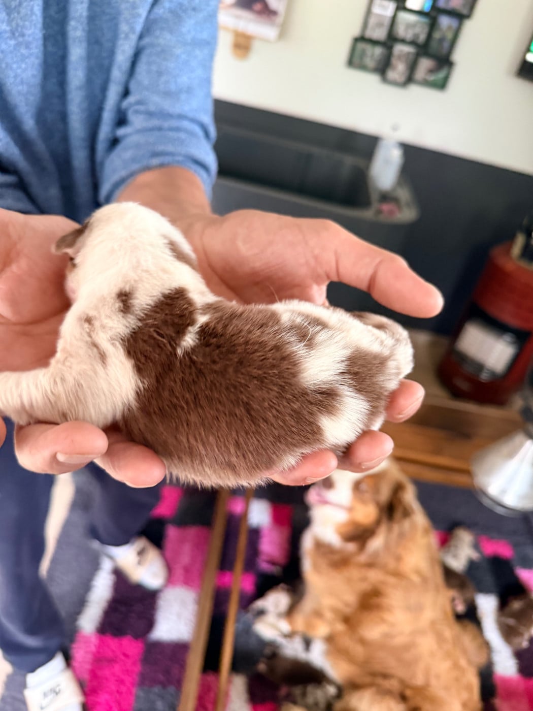 CHIOT 4