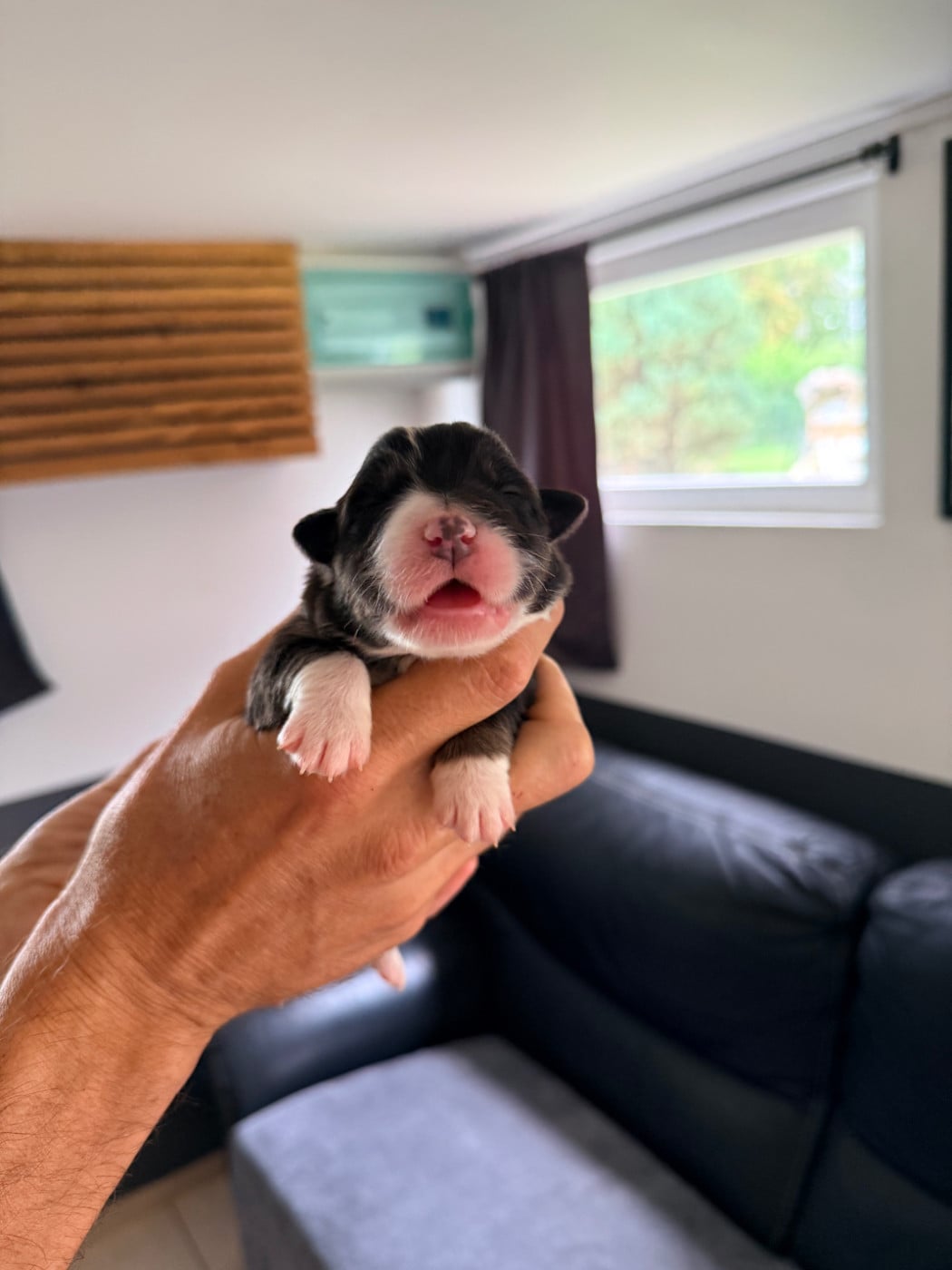 CHIOT 5