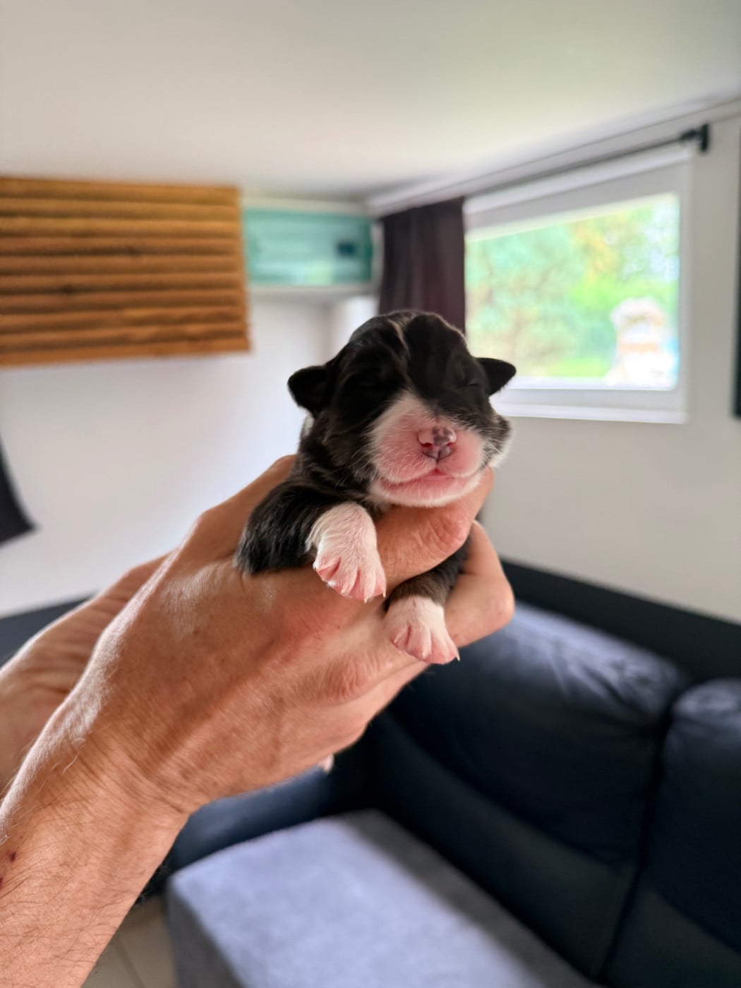 CHIOT 5