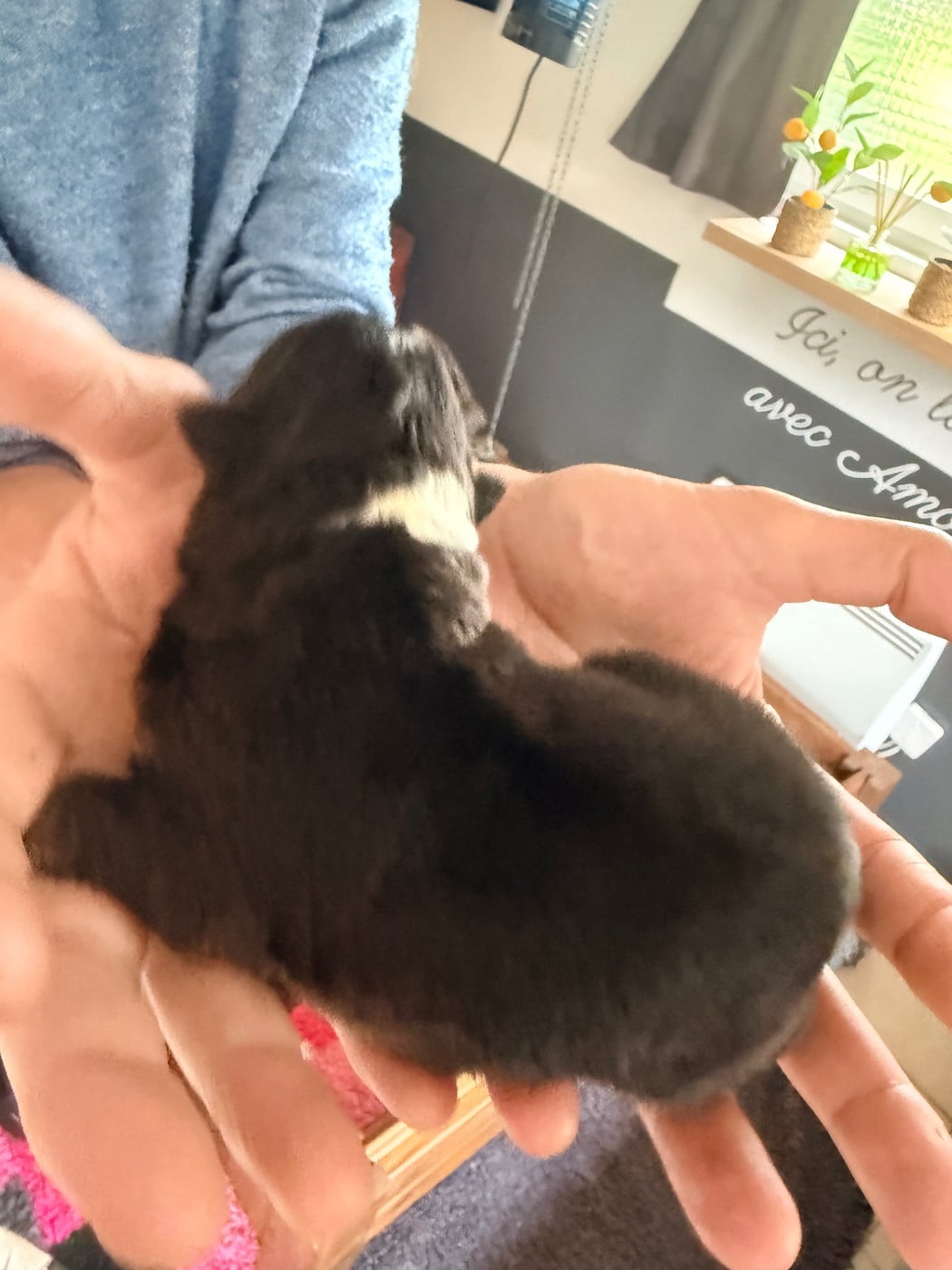 CHIOT 5