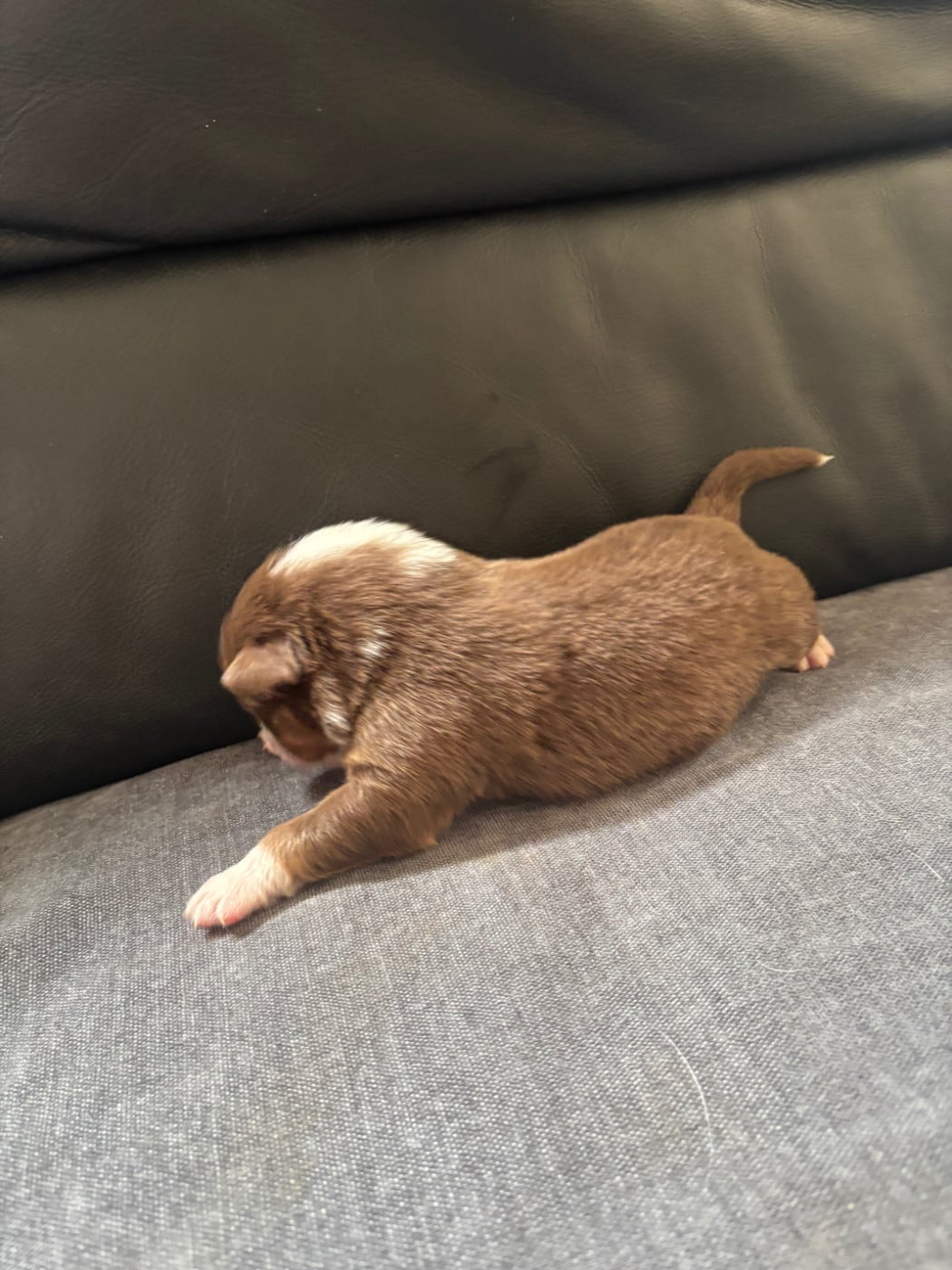 CHIOT 9