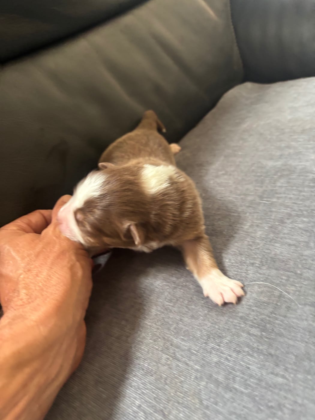 CHIOT 9