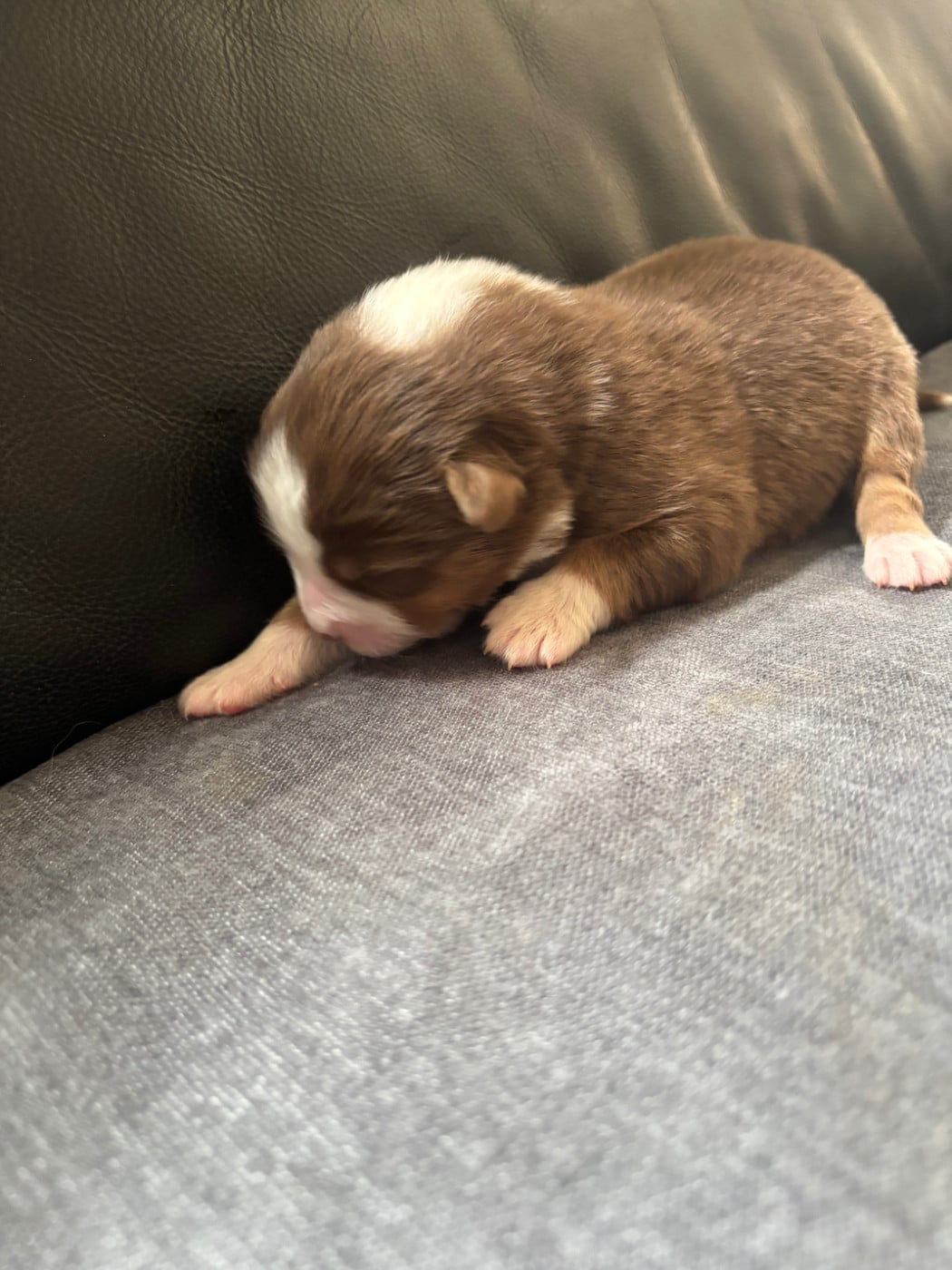 CHIOT 9