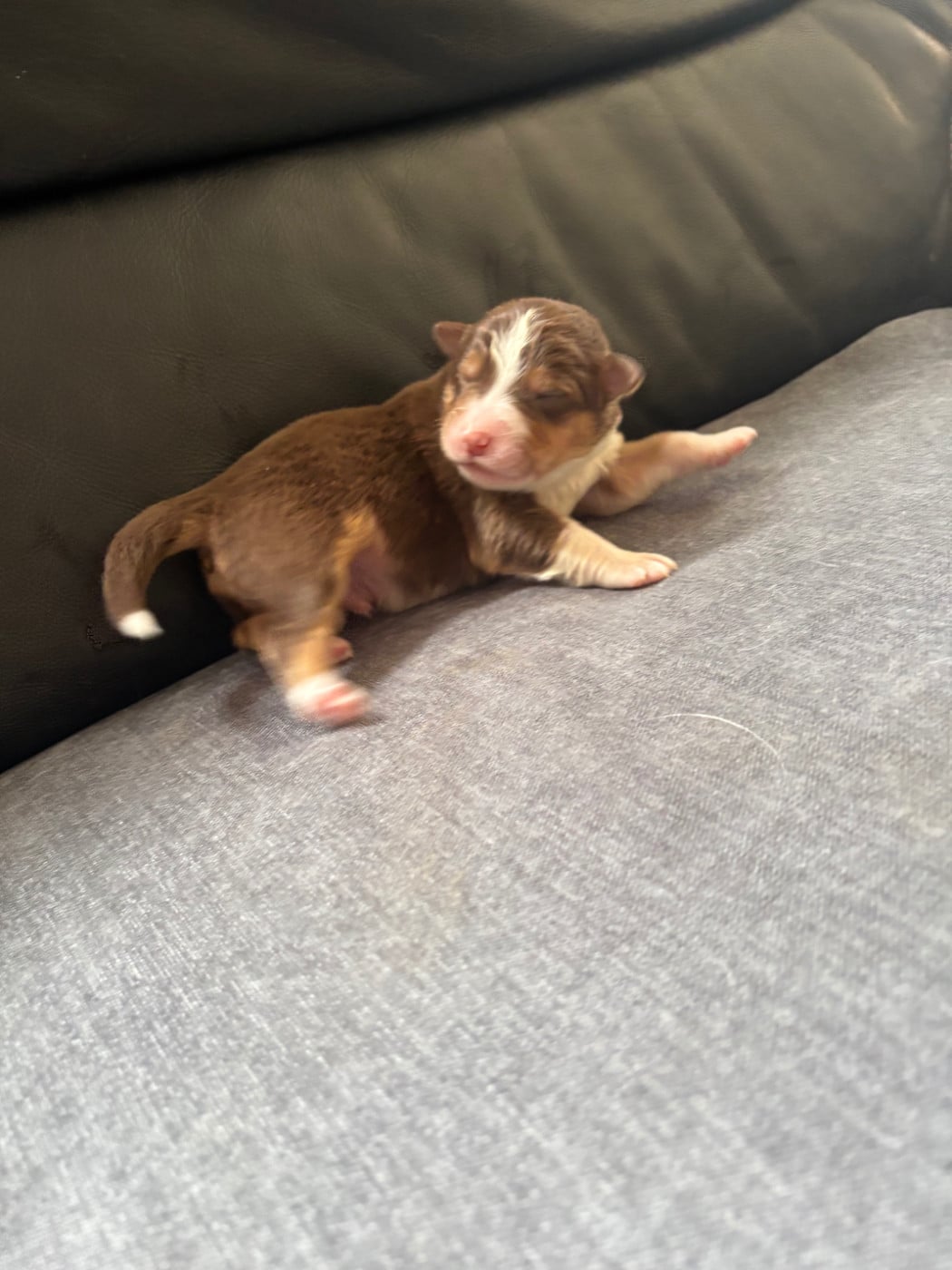 CHIOT 10