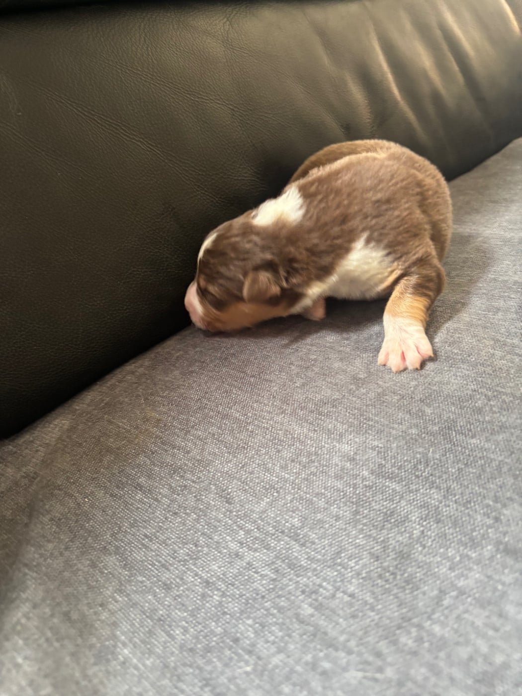 CHIOT 10