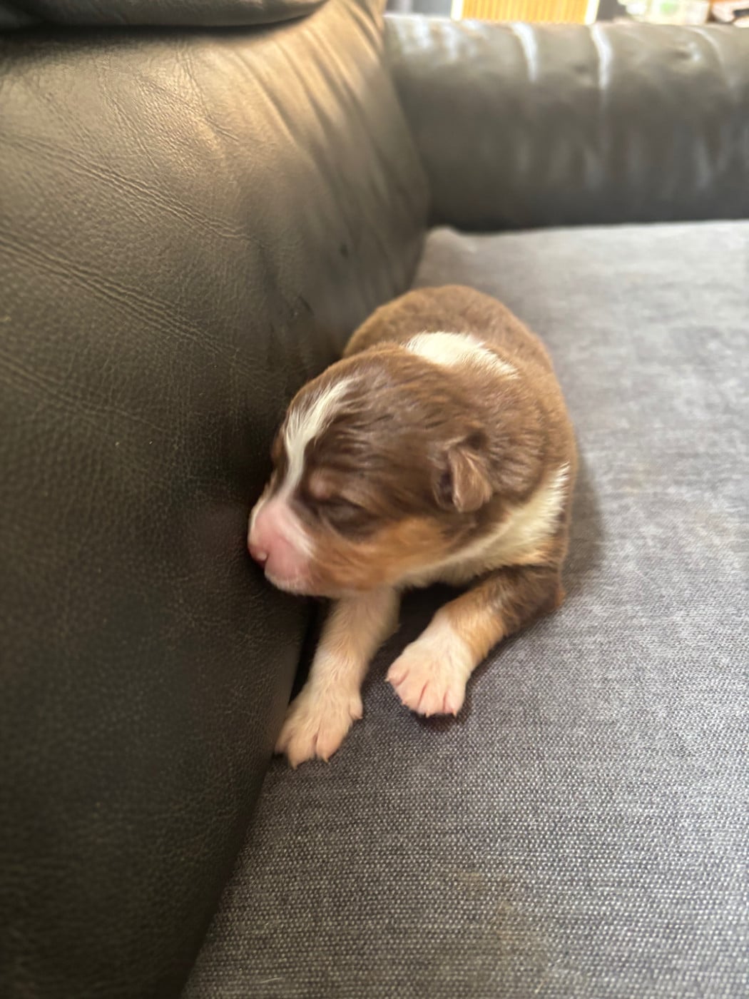 CHIOT 10