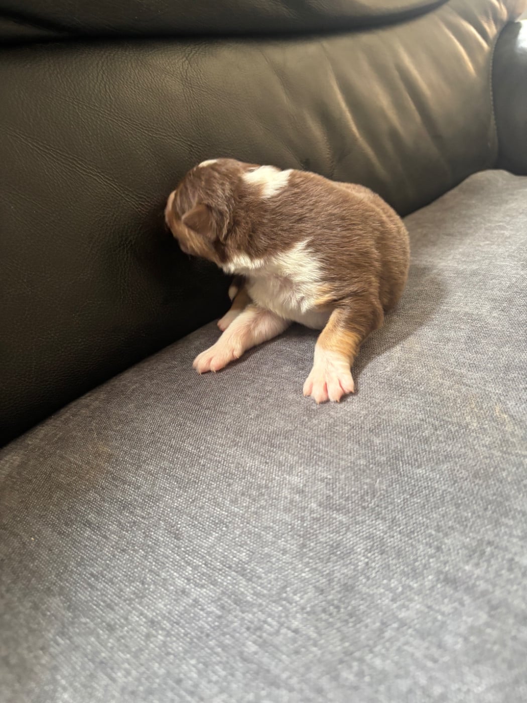 CHIOT 10