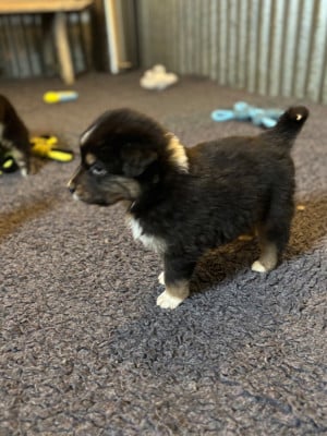 Les chiots de Berger Australien