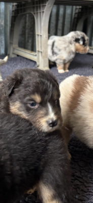 Les chiots de Berger Australien