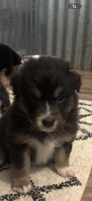 Les chiots de Berger Australien