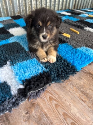 Les chiots de Berger Australien