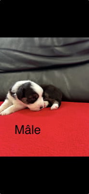 Chiot N°2 - Berger Australien