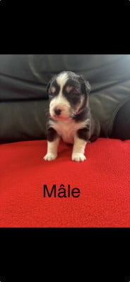 Chiot N°3 - Berger Australien