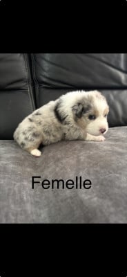 Chiot N°7 - Berger Australien