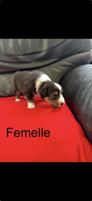 Chiot N°9 - Berger Australien