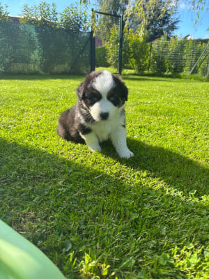 Les chiots de Berger Australien