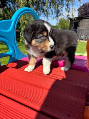 Les chiots de Berger Australien