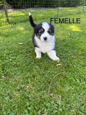 Les chiots de Berger Australien