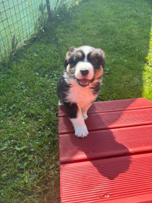 Les chiots de Berger Australien