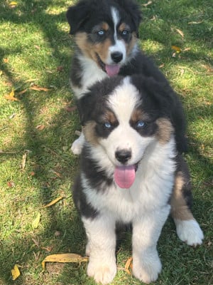 Les chiots de Berger Australien