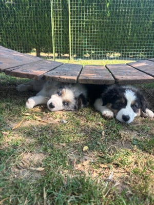 Les chiots de Berger Australien