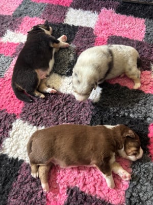 Les chiots de Berger Australien