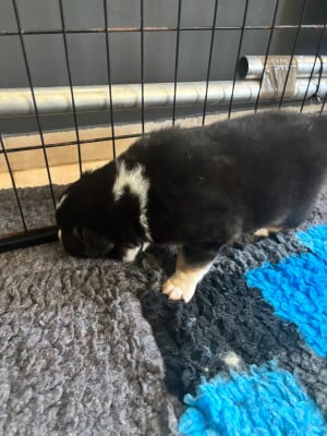 Les chiots de Berger Australien