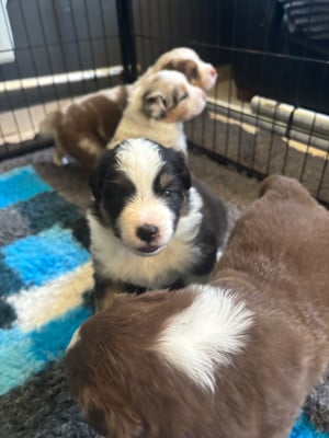 Les chiots de Berger Australien
