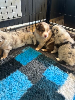Les chiots de Berger Australien