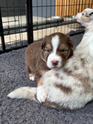 Les chiots de Berger Australien