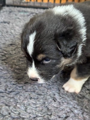 Les chiots de Berger Australien