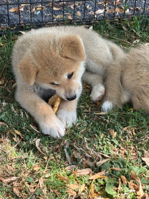 Les chiots de Akita