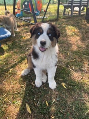 Les chiots de Berger Australien