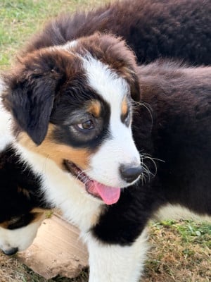 Les chiots de Berger Australien