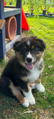 Les chiots de Berger Australien