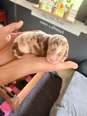 Les chiots de Berger Australien