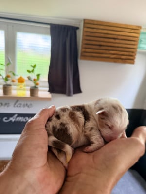 Les chiots de Berger Australien