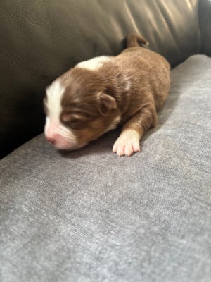 Les chiots de Berger Australien