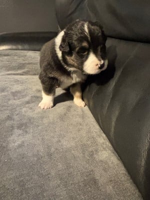 Les chiots de Berger Australien