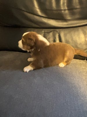 Les chiots de Berger Australien