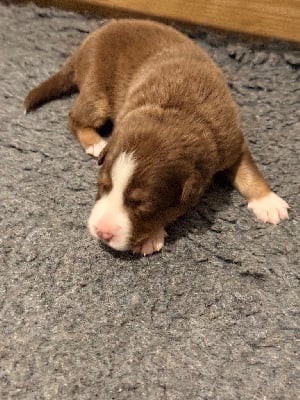 Les chiots de Berger Australien