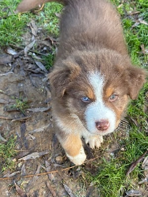 Les chiots de Berger Australien