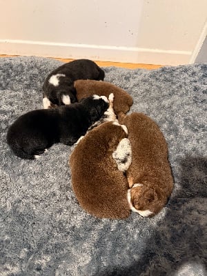 Les chiots de Berger Australien