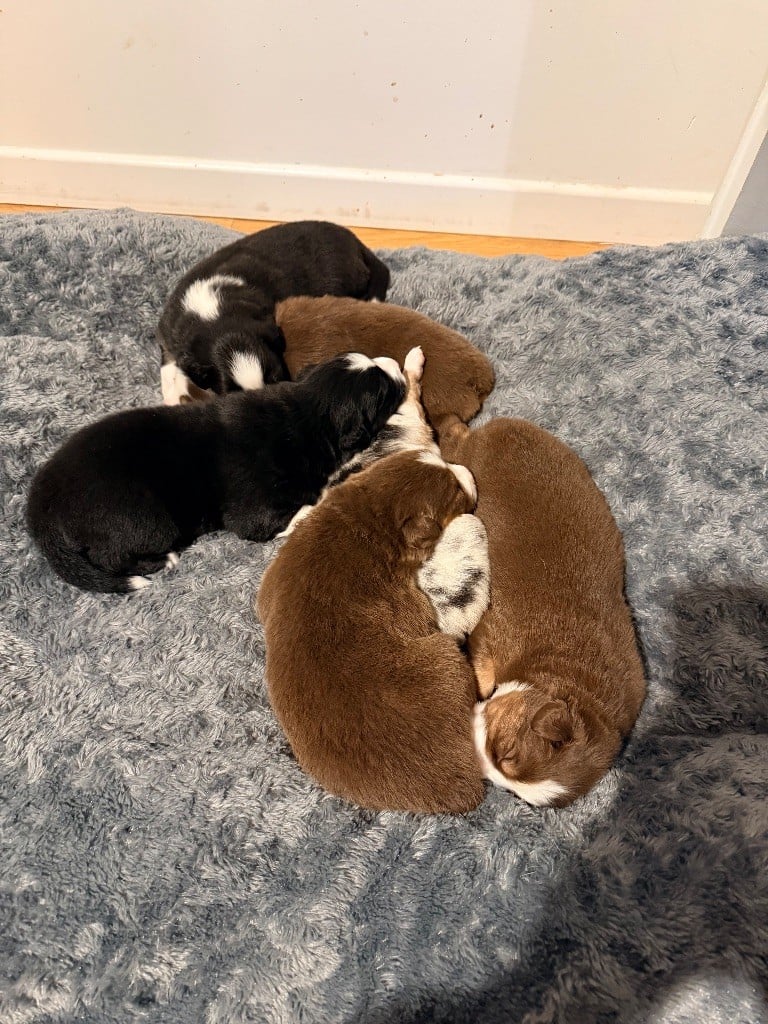 Berger Australien - Du Domaine Des Robes Sacrées