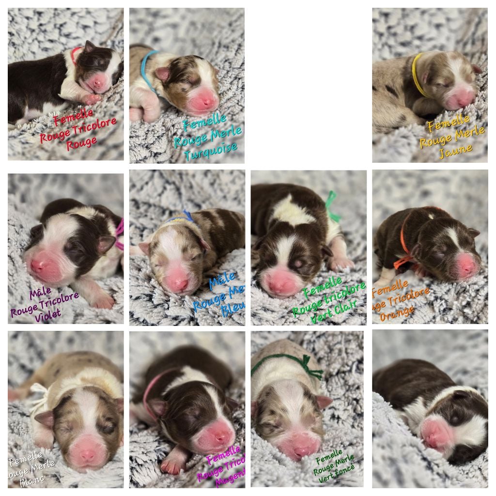 Berger Australien - Du Temple De Touka