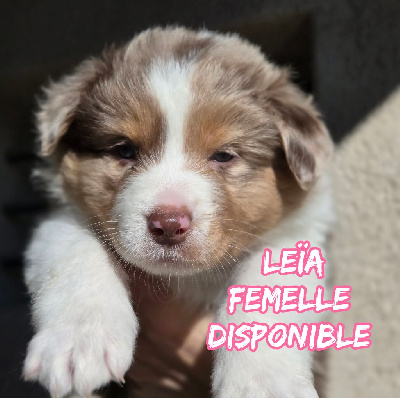 Les chiots de Berger Australien