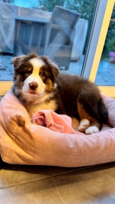 Les chiots de Berger Australien