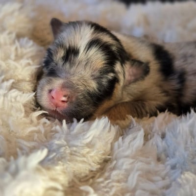 Les chiots de Berger Australien